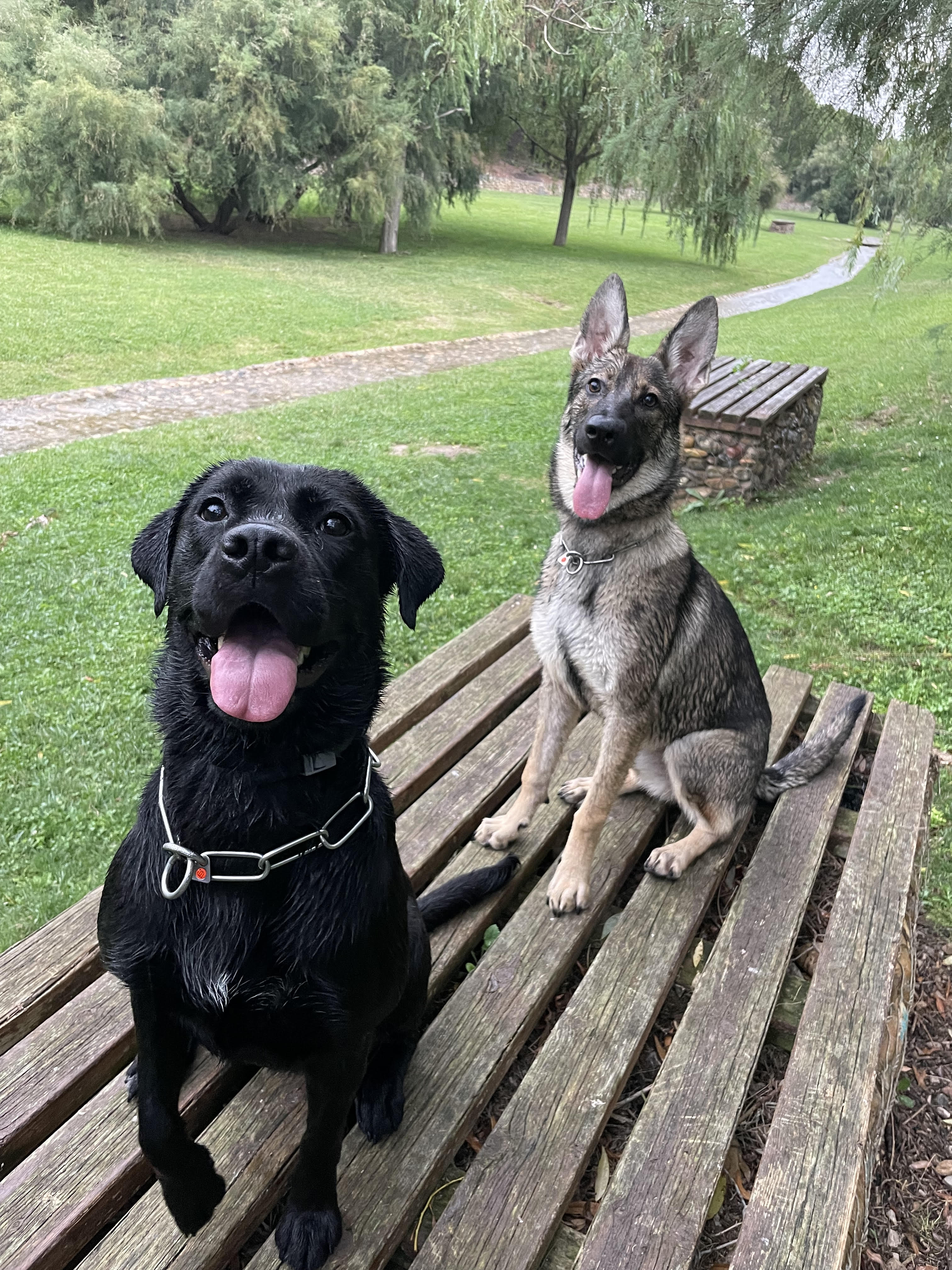 Nuestros perros